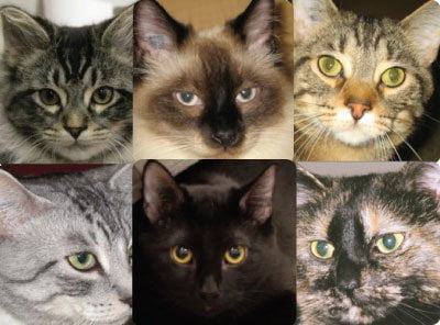 Adoptions