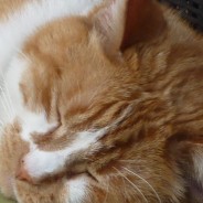 Simba