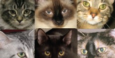 Available Cats