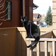 Bagheera
