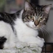 Bashaw & Evan (bonded pair)