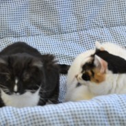 Fritz and Frances