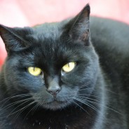 Ira & Mary (bonded pair)