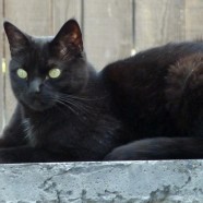 Mischa