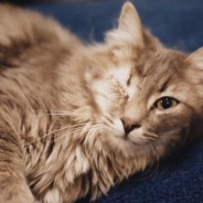 A very special thank you to our extraordinary veterinarians