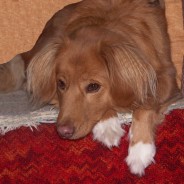 Harlow