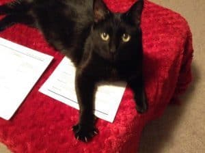 Wide-eyed black cat sprawled on papers