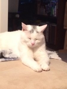 Fluffy white cat basking in sunshine
