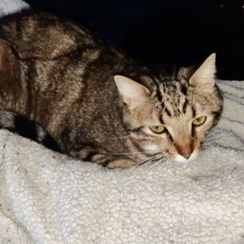 Bonded pair with Louise:
Aspen is a beautiful DSH brown tabby with a very wonderful disposition and loves people. If you like cuddles and attention Aspen is the guy for you. Born in May of 2018 Aspen has had lots of exposure to cats and dogs in his foster home but has not been tested with children. Because he is so sociable, he would do best in a home with another pet companion.