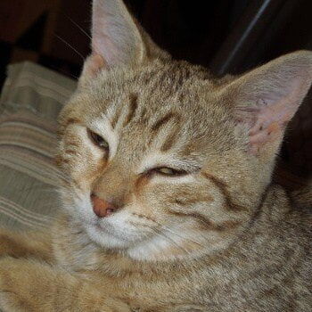 ADOPTED! Bonded pair with Daphne