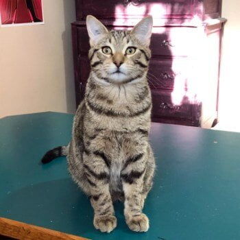 ADOPTED! Good day, the name’s Elliot I do say. I’m a lovely young gentleman who’s still coming out of my shell around new people, but I won’t say no to some gentle pats or a belly rub! Sometimes I get a little spooked of loud noises or sudden movements so a calmer home with less going on would be ideal for me, come say hi and pawsibbly find your mew best furriend!