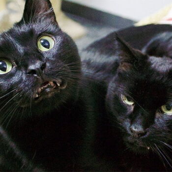 ADOPTED! Prius, shown here with his brother Camry, is loving and busy. Sadly, Prius lost his brother due to a rare condition and is dearly missing a best buddy. Prius enjoys draping about your neck and styling your hair to his liking. Along with having a new BFF, his new home will enjoy Prius' keen intelligence and the antics that go with it. He loves high places and has the athletic ability to get to them.