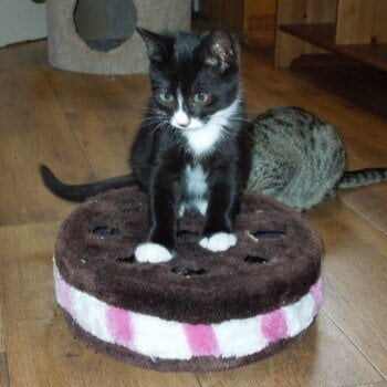 ADOPTED! Bonded pair with Shy Shelly: Young Frankie is full of spunk even though the smallest of his littermates. He considers himself quite the ladies’ man, running for cuddles, draping himself across your legs and soaking up the adoration he thinks he deserves. Frankie happily amuses himself by chasing his tail and/or playing with toys by himself all the while making the cutest little trilling noises.
