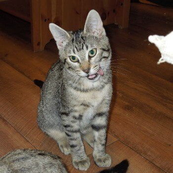 ADOPTED! Silver-grey Fritz is a young outgoing male kitten who wants to play all the time but is very willing stop for good belly rub. When tired of chasing toys, he will curl up on your lap and soak in the pets.