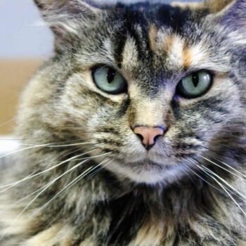 ADOPTED!