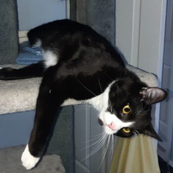 ADOPTED! Bonded pair with Nakiska:
Marmot is a beautiful, friendly DSH tuxedo who loves people and loves to play with his bother Nakiska, and his siblings Fernie, Whistler, and Aspen when they were littermates. He was born in May of 2018 and is fostered in a house with several cats and dogs where he gets along fine. He has not been exposed to children. Because Marmot is so social, he would do best in a house with another pet companion.