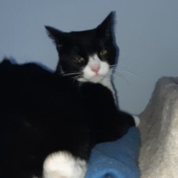 ADOPTED! Bonded Pair with Marmot:
Nakiska is a beautiful, friendly DSH tuxedo was born in May 2018. He loves people and playing with his best buddy Marmot, and his siblings Fernie, Whistler, and Aspen when they were still littermates. Marmot has had lots of experience with other cats and dogs in his foster home and gets along with them well. His interactions with children is unknown as he hasn’t been exposed to children yet. Being a very social cat Marmot will do best in a house with another pet companion.
