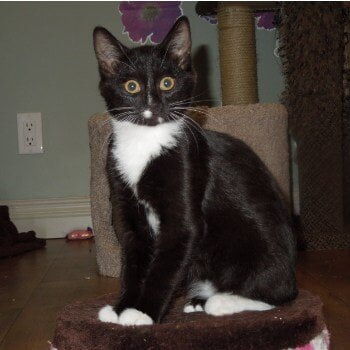 ADOPTED! Bonded pair with Frankie: Shy Shelly isn’t as bold as her four other fostermates and has been cautious in checking out her foster mom. Shelly couldn’t resist the “kitten pile on a lap” any longer and joined in. She enjoyed the snuggle snooze time so much she was the last to leave. Shelly will need an understanding new home that will allow her to time to get used to her new surroundings as she builds her confidence and feeling safe in good hands.