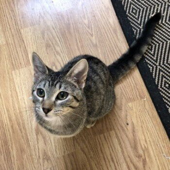 ADOPTED! Hello, my name is Ted Talks! But my foster dad usually calls me Ted or Teddy since I’m just as cuddly and soft as your favorite childhood teddy bear! I love people and attention, so prepare for me to jump into your arms in the morning for some snuggles and lots of purrs and kisses. If you like a sweet kitty with a little crazy and a lot of love we’ll be a purrfect match!
