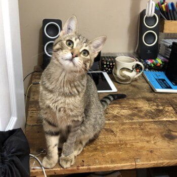 ADOPTED! Name’s Tucker, or Tuk Tuk! Well what can I say, I’m a rambunctious ball of fluff and fun. Sometimes I have a little too much fun, which is what landed me in the vet for a few days to recover from what is suspected to be a sprained leg. But I’m back to my good old self and nothing is slowing me down! Purrhaps if you need a playmate for another house kitty or someone to motivate you to play I could be the one for mew!