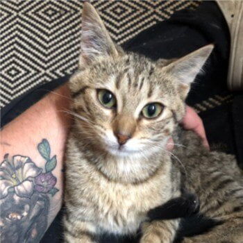 ADOPTED! Hi I’m little Vivian, the smallest of my siblings. But even though I’m the smallest I make up for it in energy and cuteness! New people are a little out of my comfort zone, so you’ll need to spend a little time with me before I’ll really say hello. But once I know you there’s no limit to the fun we’ll have and the love I’ll give. Come meet me and win my heart so I can win yours if I haven’t already!
