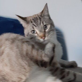 ADOPTED! Whistler is a beautiful, friendly DSH lynx point, born in May of 2018. He loves to play with his siblings, Marmot, Fernie, Aspen and Nakiska as well as the other cats and 2 dogs in his foster home. Because Whistler is bigger than his siblings his playing style may appear rougher than it really is. He really likes people but will let you know when he’s not happy and flops at your feet when looking for attention. Having a social personality Whistler needs to be adopted into a home with another let companion; maybe one of his siblings.