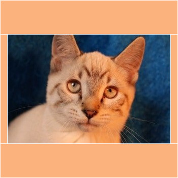 ADOPTED!