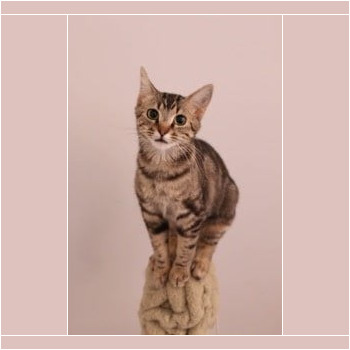 Bonded pair with Aspen