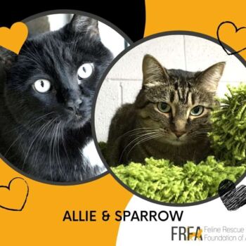 Allie and Sparrow bonded pair