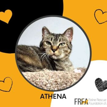 Athena