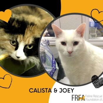 Calista and Joey bonded pair