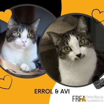 Errol and Avi bonded pair