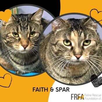 Faith & Spar
Faith was just another one of many faceless forgotten cats on a rural cat colony north of Calgary. She was well down the path to living out her destiny filled with hardships. Rescuing her at only one year-ish old, Faith was doing her best to care for a litter of kittens, likely not her first.
Spar was one of her litter, and a sickly kitten at that. In her early days with us, there were several occasions we thought she wasn’t going to pull through. But we don’t give up on any cat easily and gave Spar all the support to recover and grow healthy as we could. And very healthy she is. Of course, we in no way overlook Faith’s commitment to nurturing Spar back to health and the bond it created between the pair.
With good food, safe surroundings and engaging interactions, Faith and Spar’s new destiny is one of loving up their people in a new home. Still quite the youngsters at 4 and 3 years old, they bring a balancing combination of Faith’s wise, patient gentleness and Spar’s engaging intelligence. She will need someone to take part in her deep conversations as well as high five. They are a perfect pair to complete a quiet, stable home without kids. Faith and Spar bonded pair