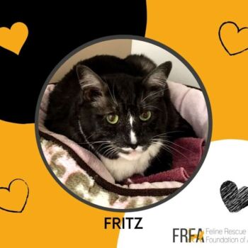 Fritz