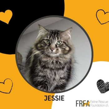 Jessie was rescued from a dangerous rural work site in 2014. A shift-worker had become Jessie’s guardian angel, feeding him and watching out to ensure his safety. With the shift coming to an end, the shift-worker grew concerned about Jessie’s demise. There were dangers at hand and no one to look out for him.
Jessie arrived dirty, shabby, stinky and underweight for what a 10-ish month old should be, but otherwise healthy. He has grown into a kind, calm, quiet adult but remains a playful kitten at heart. Jessie does best having companionship, whether human or easy going cats and dogs. Because of his background, Jessie is reserved and observant when faced with new people or situations. Once feeling safe again, he is quite interactive and engaging.
Why Jessie has been overlooked for adoption is a bit of a mystery. He doesn’t want to take over the house and really wants everything to be nice, happy, easy and safe. Perhaps his size works against him? Jessie is a big boy – tall, solid not fat and about 18 lbs. We think there may be some Norwegian Forest Cat ancestors in his family tree. As well, Jessie wants a home where Verna, his stuffed toy rat, is welcome. Jessie