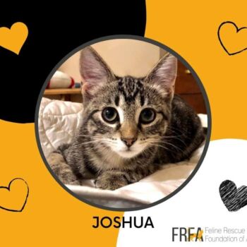 Joshua