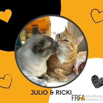 Julio and Ricki were found in the middle of rural nowhere. Possibly dumped. Possibly left to be barn cats and trying to find their way home. Whatever the reason for being there, they had been thrown into a circumstance where survival wasn’t going to last very long.
Fast forward into being FRFA cats, Julio and Ricki thought they hit the jackpot after being adopted and settled into their new home. Their journey had come full circle.
Not so fast for this pair. Luck would not last forever. Three years later we welcomed Julio and Ricki back to the shelter after their adopters couldn’t keep them anymore for medical reasons.
Julio continues to watch over and care for Ricki much like a big brother. Ricki adores and sticks by Julio as a younger brother does. They still hold out hope for a home, knowing their words will get them through anything between now and then. Julio and Ricki