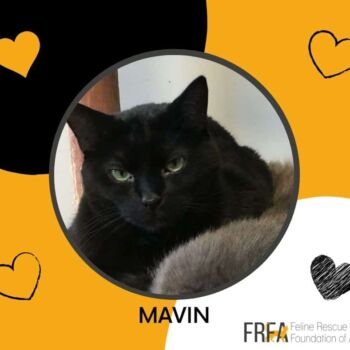 Mavin
