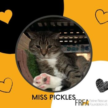 Miss Pickles