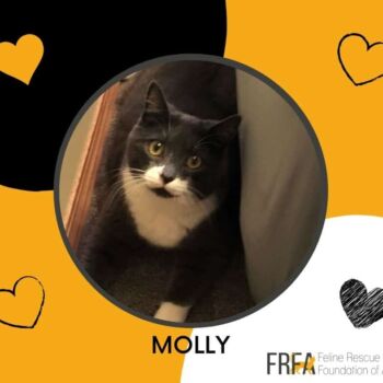 Molly
Molly came to FRFA in 2019 from another organization where she wasn’t thriving and overlooked for adoption. We don’t have any details of Molly’s background although it didn’t take long to figure out there had to be taunting and tormenting in her past.
In a caring and patient foster home, Molly is beginning to believe that people can also come in a “good” version and she can let go of the fear something bad will happen Molly