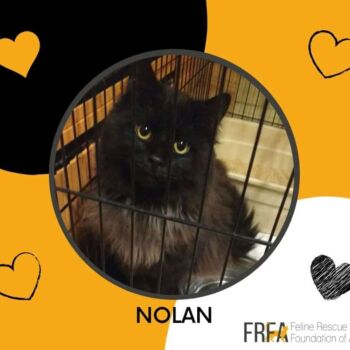 Nolan
Nolan is a big boy with a big personality. He is not a cat for beginners. His person must be adoring, but understanding and firm when he gets a little too full of himself.
That being said, he is a fun and charming guy.
Nolan needs to be an only cat, though he may be okay with a patient, low key dog.
Cats with strong personalities like Nolan's make fabulous friends with the right people partner.
Approximate year of birth is 2017. Nolan