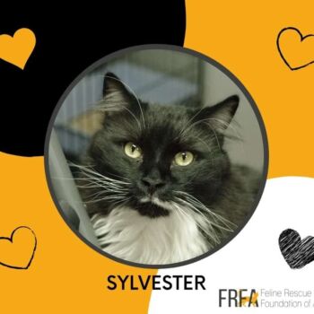 Sylvester would likely rather forget about the four-ish years of his pre-FRFA days. Once captured by the kind people who started feeding him, he was whisked off for vetting and never looked back. There’s only indoor life from here on in. And with good reason too.
Sylvester had been on the streets long enough to be ravenous and one big mat of fur. Sadly, we suspect this was better than where he had come from. Given he wasn’t feral he had to have been someone’s cat, but the fear he has of men leans towards that home came with life threatening experiences.
This early start has left Sylvester with a bit of a brazen exterior at times when really he is a sweet cat with an extremely sensitive soul. He connects best with those who are kind and understanding while making him feel safe by setting boundaries and keeping routines. Consistency allows him to feel safe and let his guard down. Showering him with praise for how smart he is earns extra gold stars.
Despite his tentative beginnings, Sylvester remains a fabulous cat after 5 years with us. His sweet and goofy personality wins people over. He loves to engage and play with the women he trusts. In fact, he can be quite obedient to those he respects for understanding him. Kids and other pets, not so much because they come with a lot of unpredictability. Sylvester