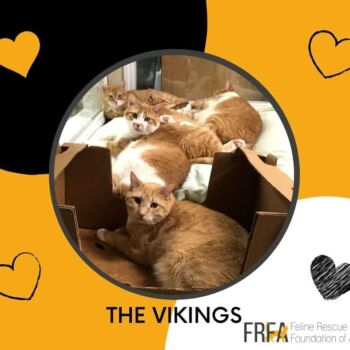 The Vikings