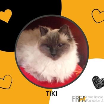 We have little information about this senior colourpoint. She came to us after being displaced when her owner passed. She likely lived as a single cat in a quiet home and would love to find a similar home to live out her years.
Although a senior at 14 years old, Tiki is rather playful with toys or a laser light. While Tiki enjoys the company of people, in her senioresque moments, she can be a little crotchety and particular about the service of her servants. Tiki